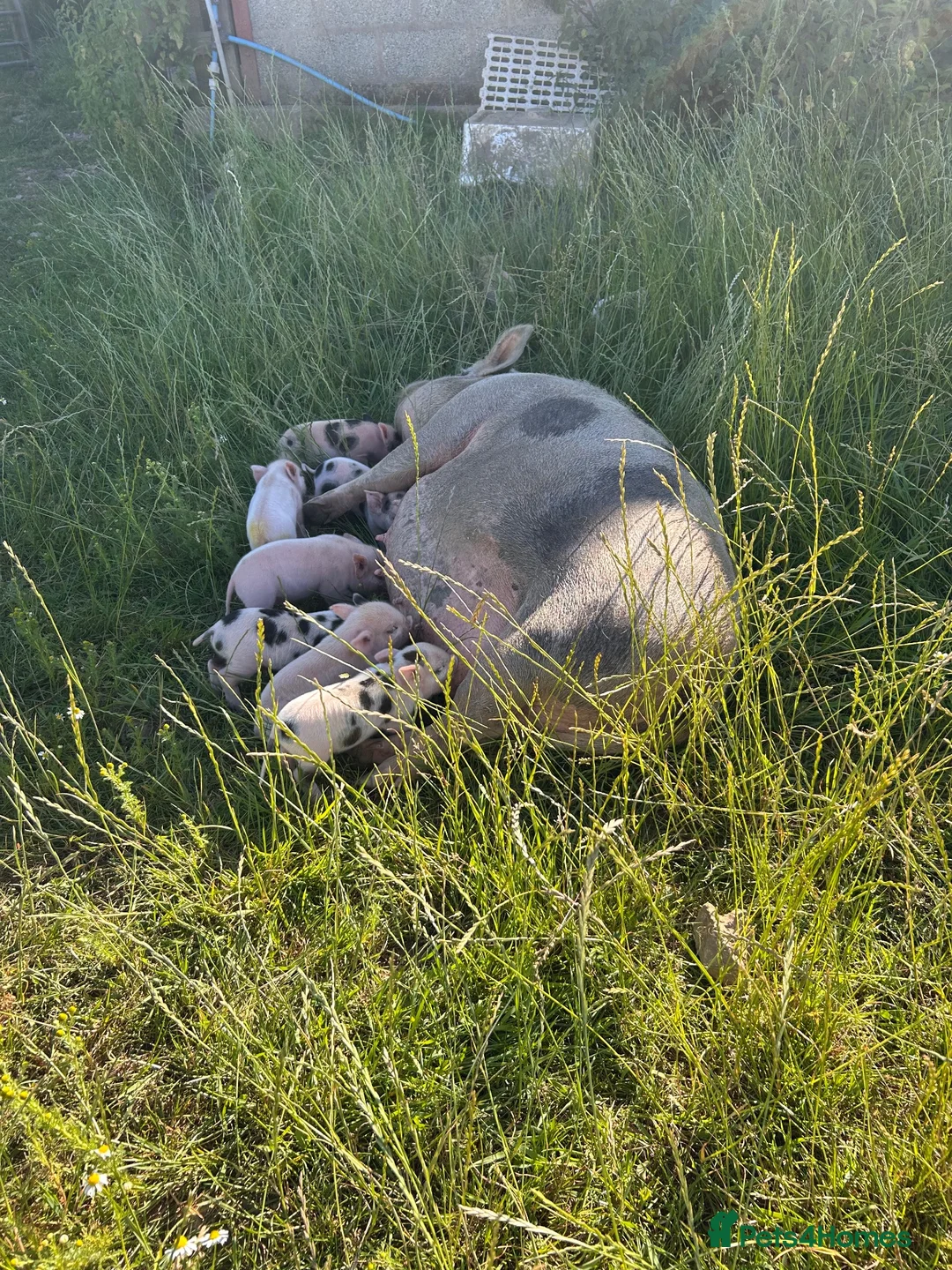 Pig livestock for sale: Gorgeous friendly mini pigs  - Advert 8