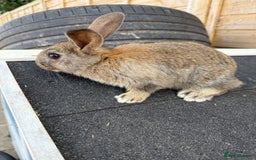 Harlequin rabbits for sale: 2 harlequin doe’s for sale - Image 4
