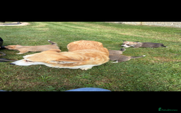 Welsh Corgi Pembroke dogs for sale: Beautiful Pembrokeshire welsh corgi puppies !! - Image 5