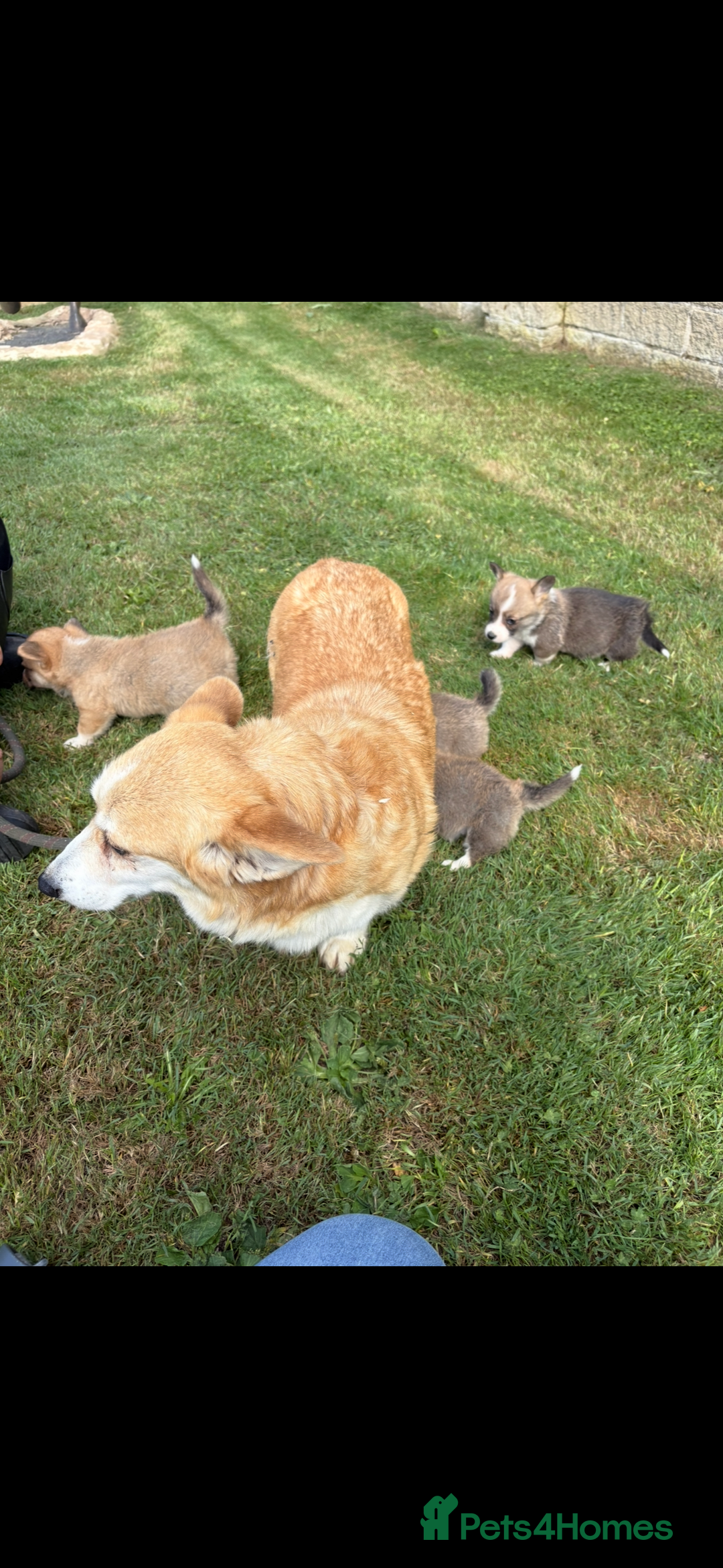 Welsh Corgi Pembroke dogs for sale: Beautiful Pembrokeshire welsh corgi puppies !! - Image 5
