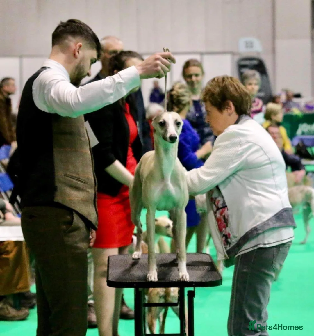 Whippet dogs for stud: KC heart certificate whippet for stud  - Advert 5