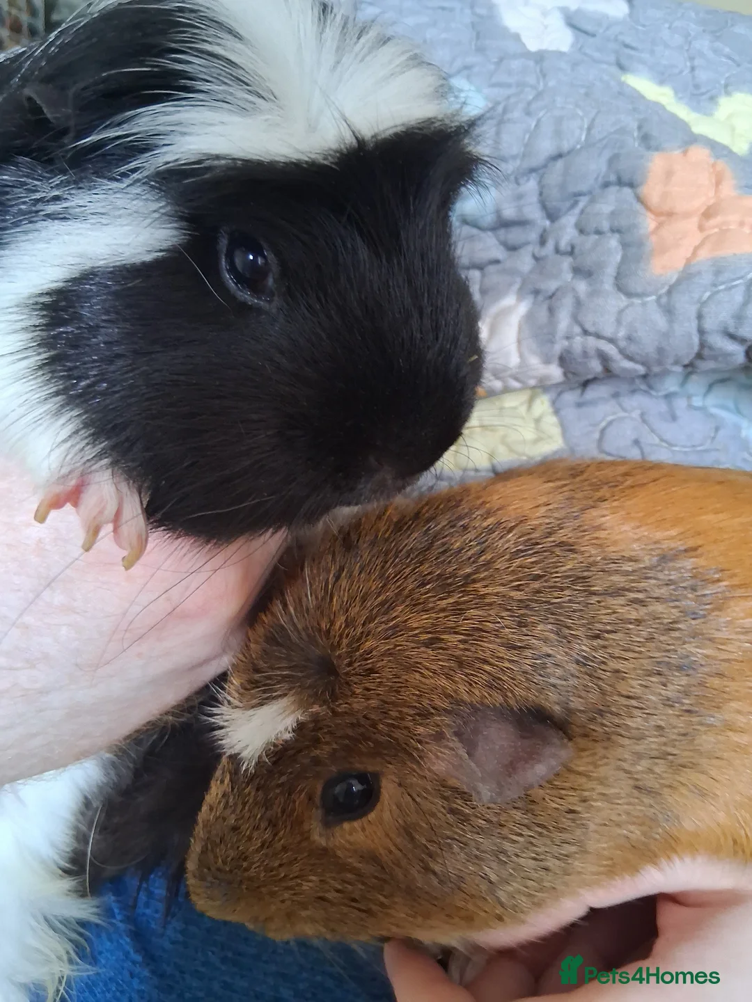 Guinea Pig rodents for sale: Two male guinea pigs in Newtownabbey - Advert 1
