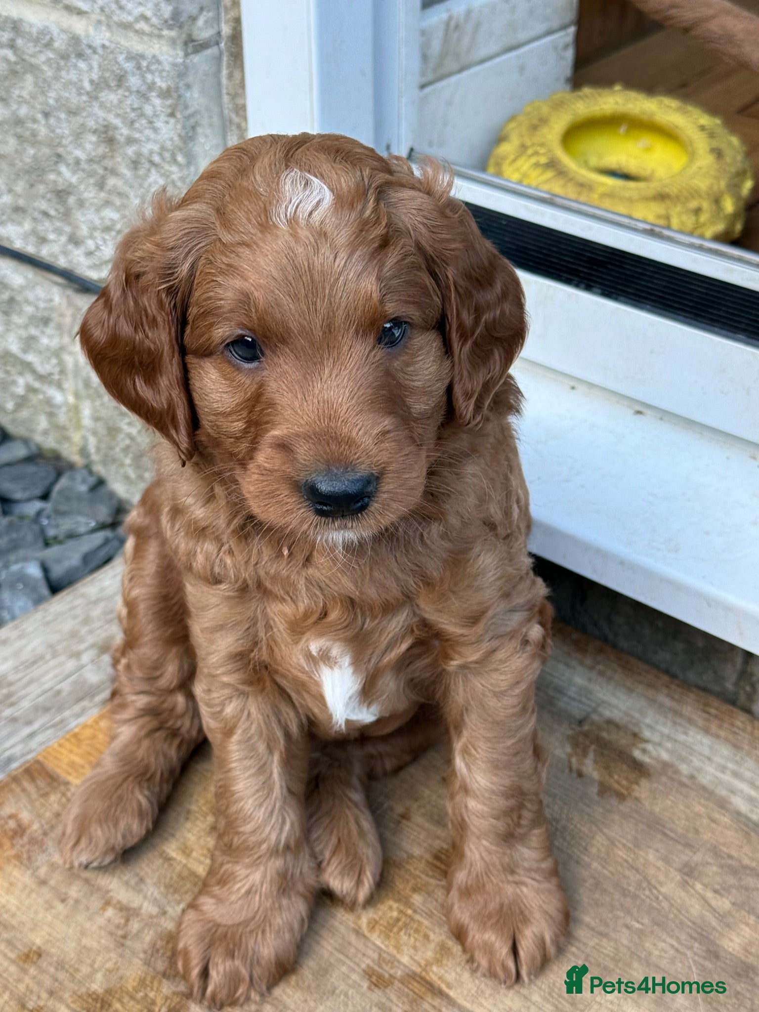 Goldendoodle dogs 🐶❤️Australian double doodle❤️🐶 - Advert 1