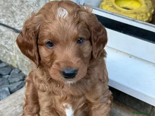 Goldendoodle dogs 🐶❤️Australian double doodle❤️🐶 - Advert 1