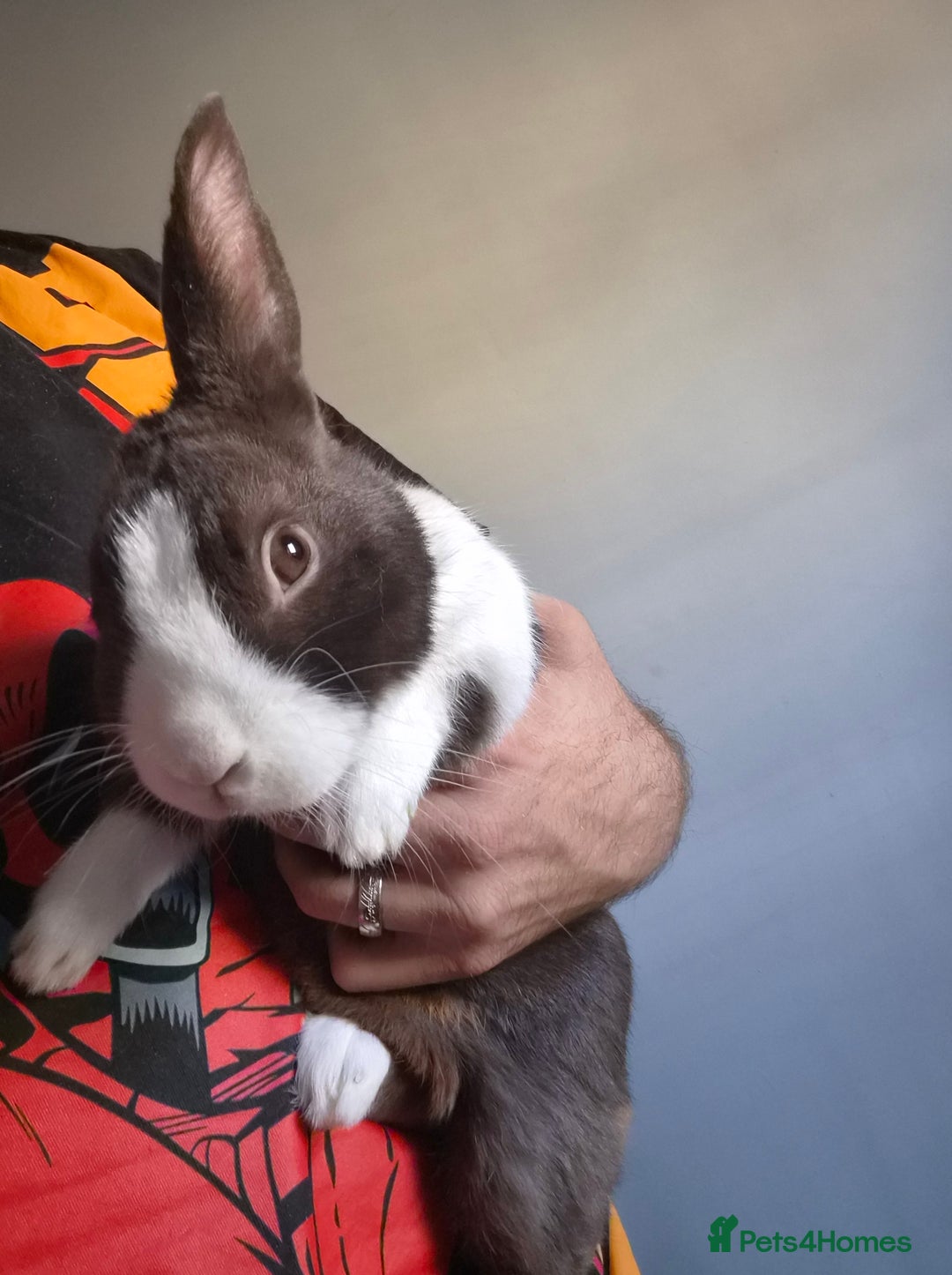 Dutch rabbits for sale: Dutch Rabbit and cage - Advert 1