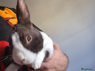 Dutch rabbits Dutch Rabbit and cage - Advert 1