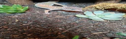 Leopard Gecko reptiles for sale: Leopard gecko. Full bio active set up.  - Advert 2