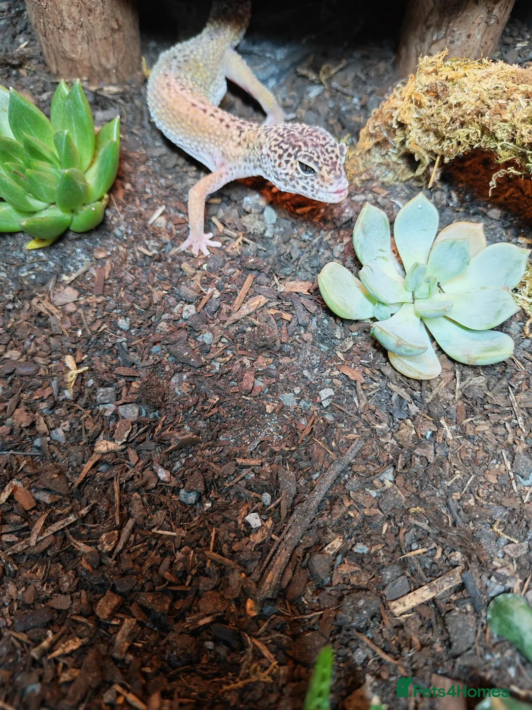 Leopard Gecko reptiles for sale: Leopard gecko. Full bio active set up.  - Advert 2
