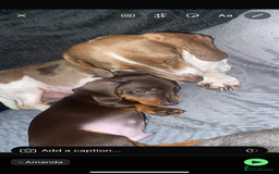 Dachshund dogs for sale: dashounds boys choc and tan - Image 14