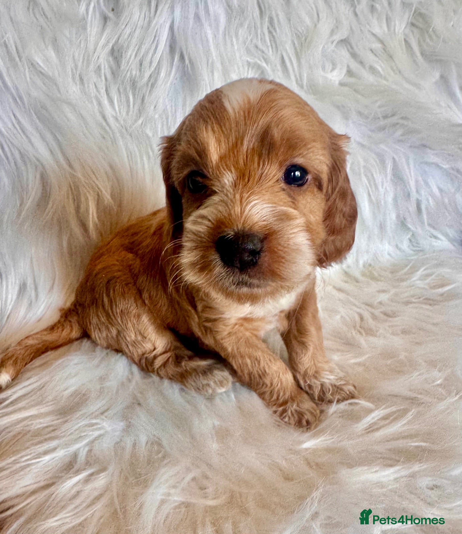 Cockapoo dogs STUNNING DARK RED,APRICOT & WHITE COCKAPOO PUPPIES - Advert 1