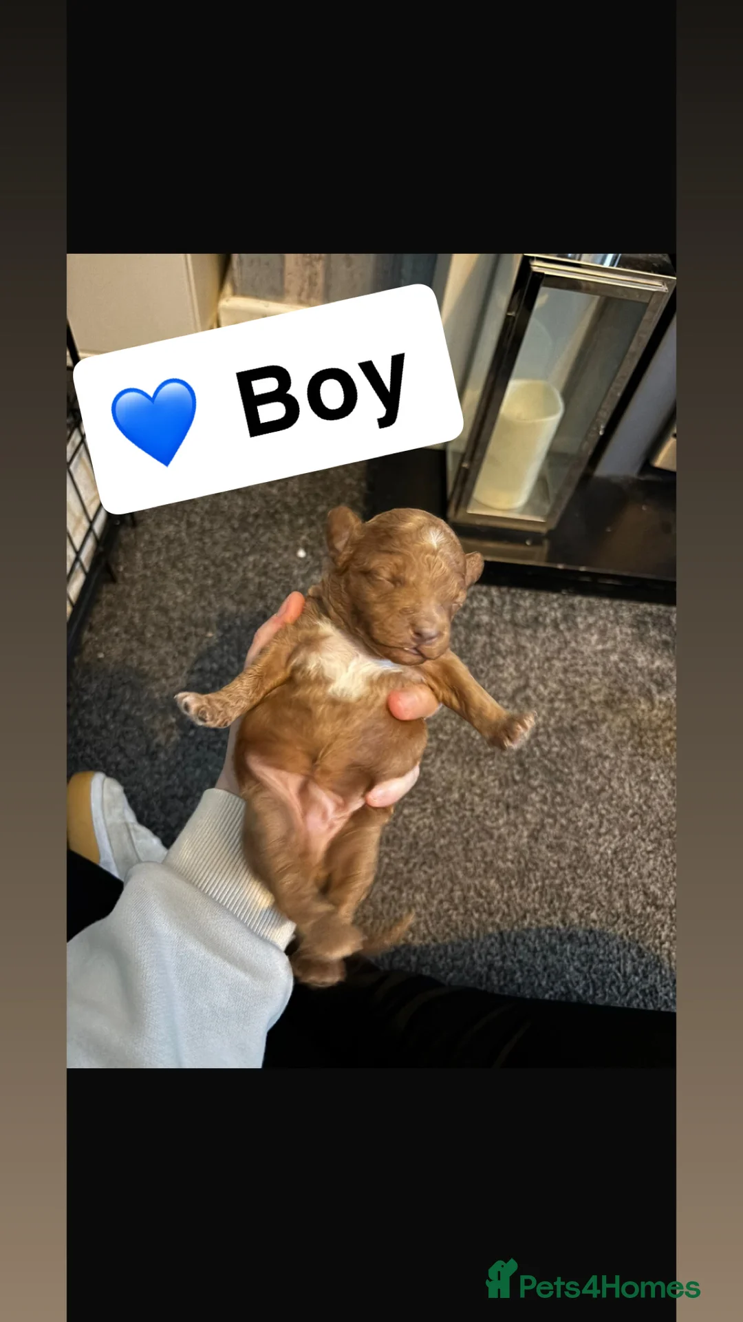 Poochon dogs for sale: Adorable Poochon puppies  - Advert 7