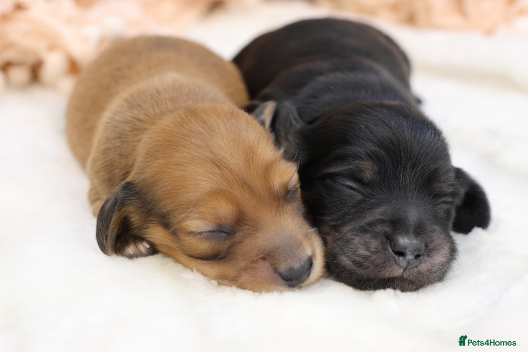 Miniature Dachshund dogs for sale: KC Miniature Dachshund Longhair Puppies - Advert 20