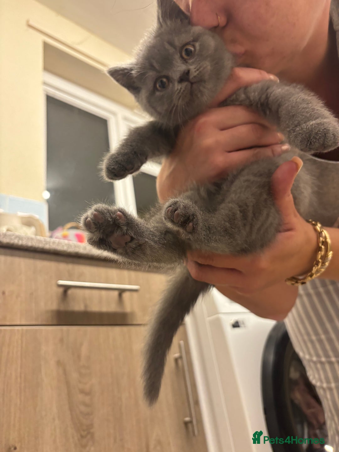 British Shorthair cats for sale: Beautiful Blue Boy - Advert 2