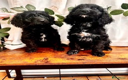 Cockapoo dogs for sale: Quality F1 Cockapoo Puppies GIRLS Various pricing  - Image 28