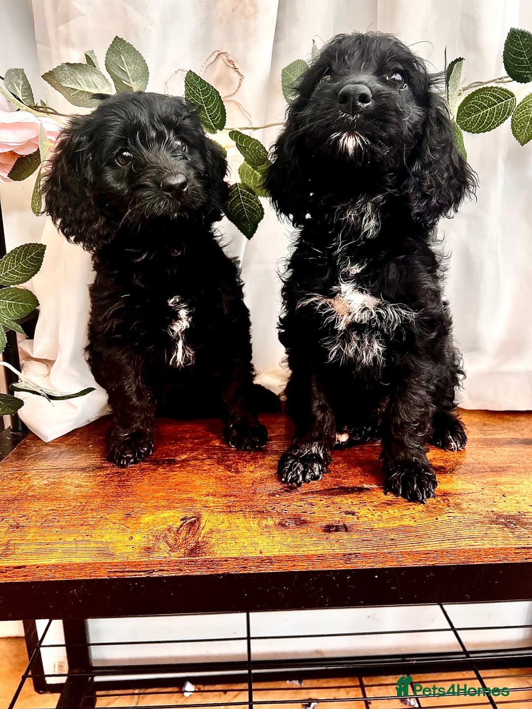 Cockapoo dogs for sale: Quality F1 Cockapoo Puppies GIRLS Various pricing  - Image 28