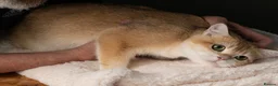 British Shorthair cats for sale: Vlastar Lux Galaxy - Black Golden Chinchilla ny 12 - Advert 6
