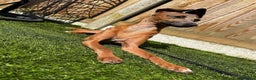 Italian Greyhound dogs for sale: Quality KC Registered Italian Greyhound puppies - Advert 24