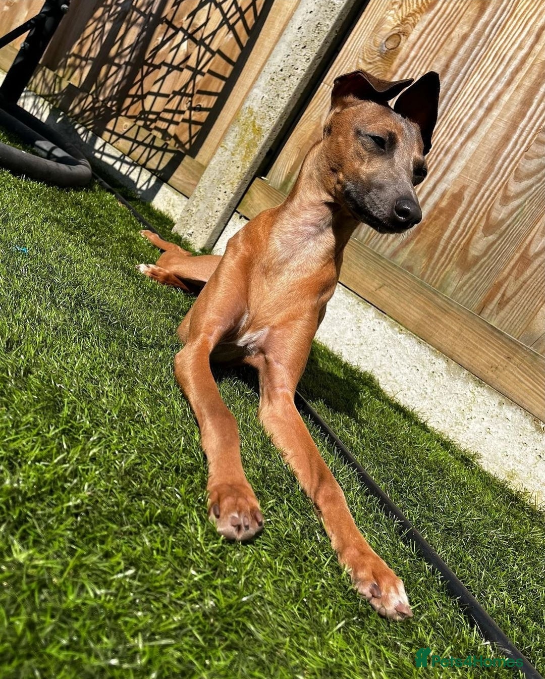 Italian Greyhound dogs for sale: Quality KC Registered Italian Greyhound puppies - Advert 24