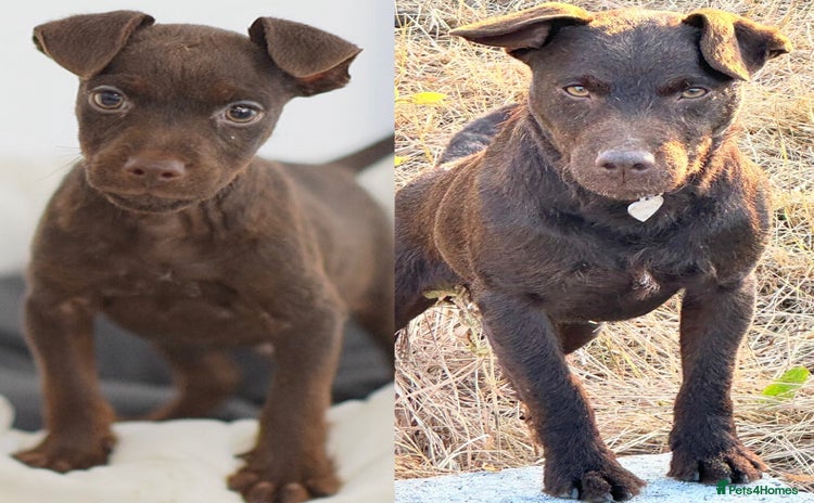 Patterdale Terrier dogs - Advert 1
