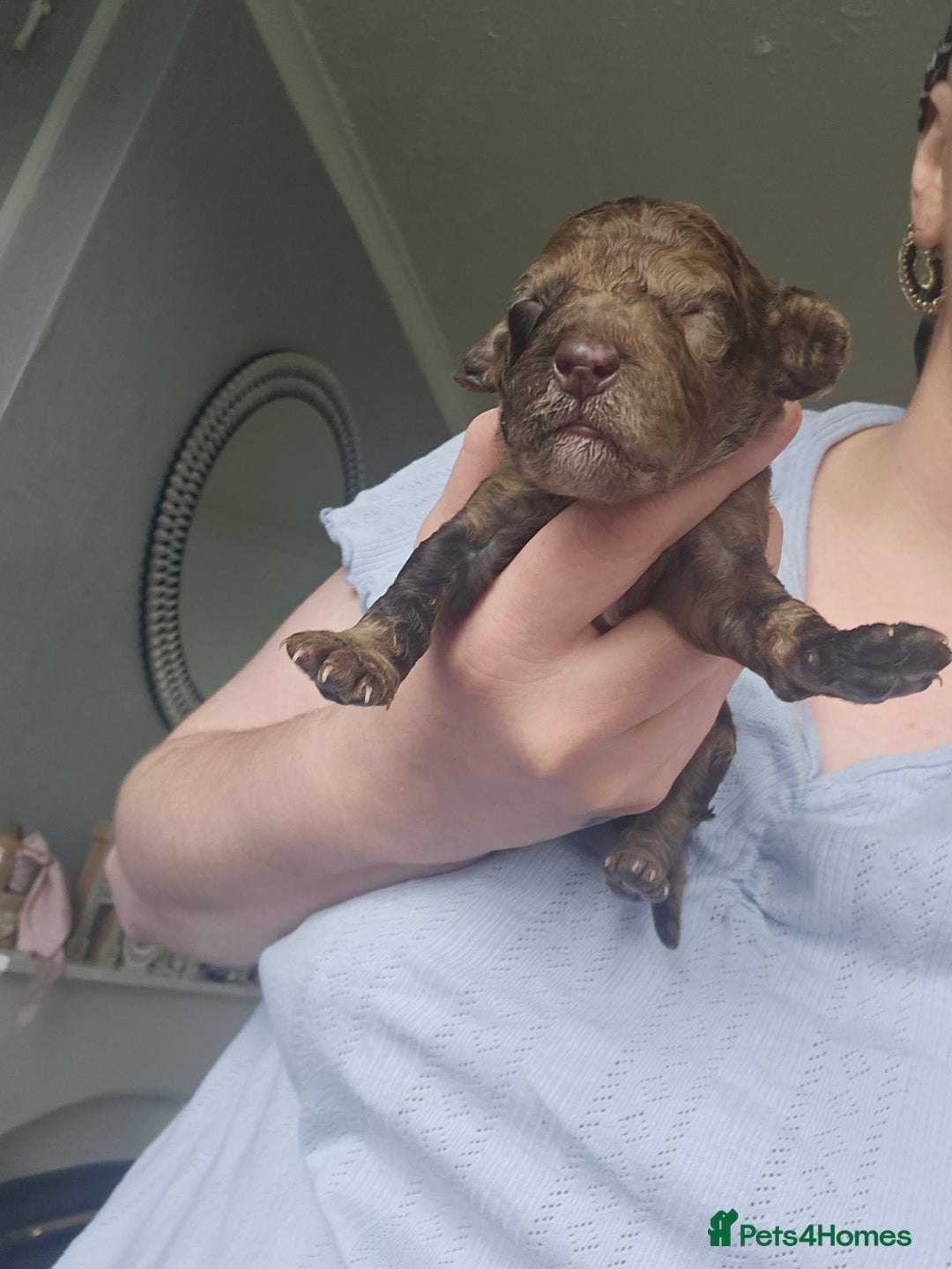 Cockapoo dogs for sale: Cockerpoo puppies - Image 5