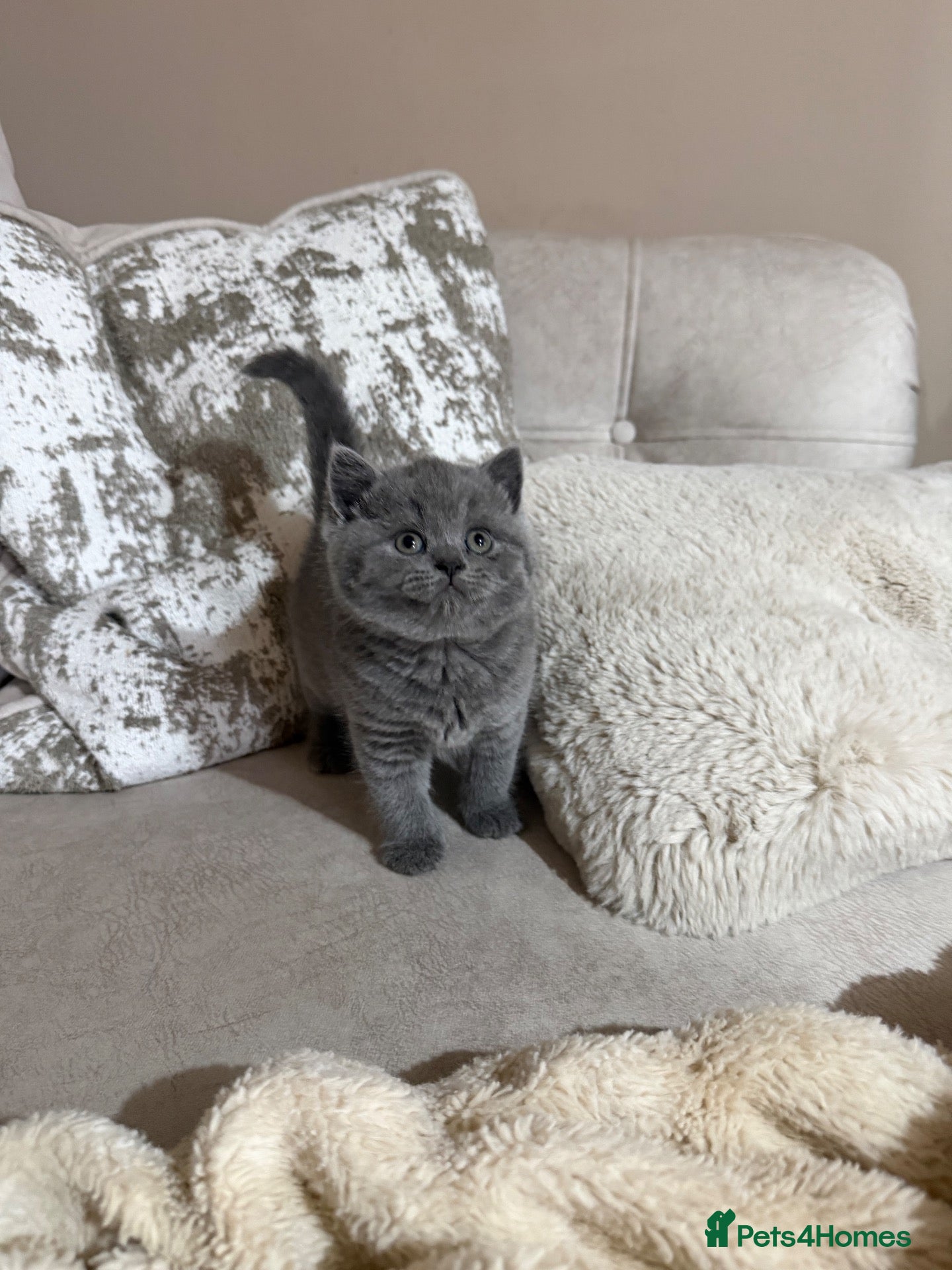 British Shorthair cats Champion GCCF british shorthair kittens  - Advert 2