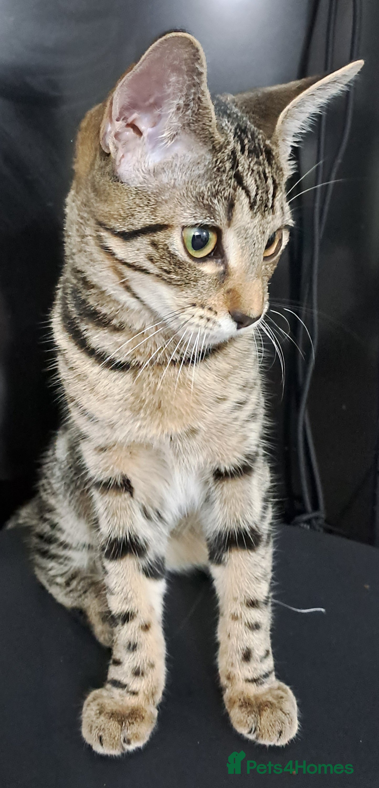 Mixed Breed cats Pretty Lucy, with green eyes looking for a home. - Advert 6