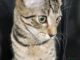 Mixed Breed cats Pretty half bengal girl Lucy looking for a home. - Advert 6
