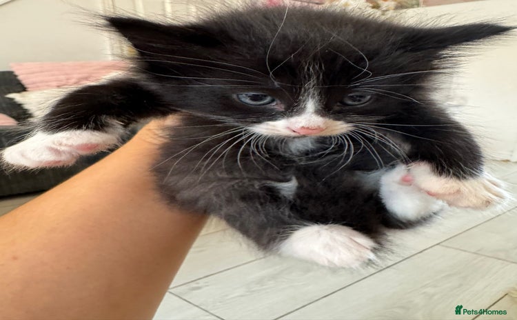 Persian cats - Advert 1