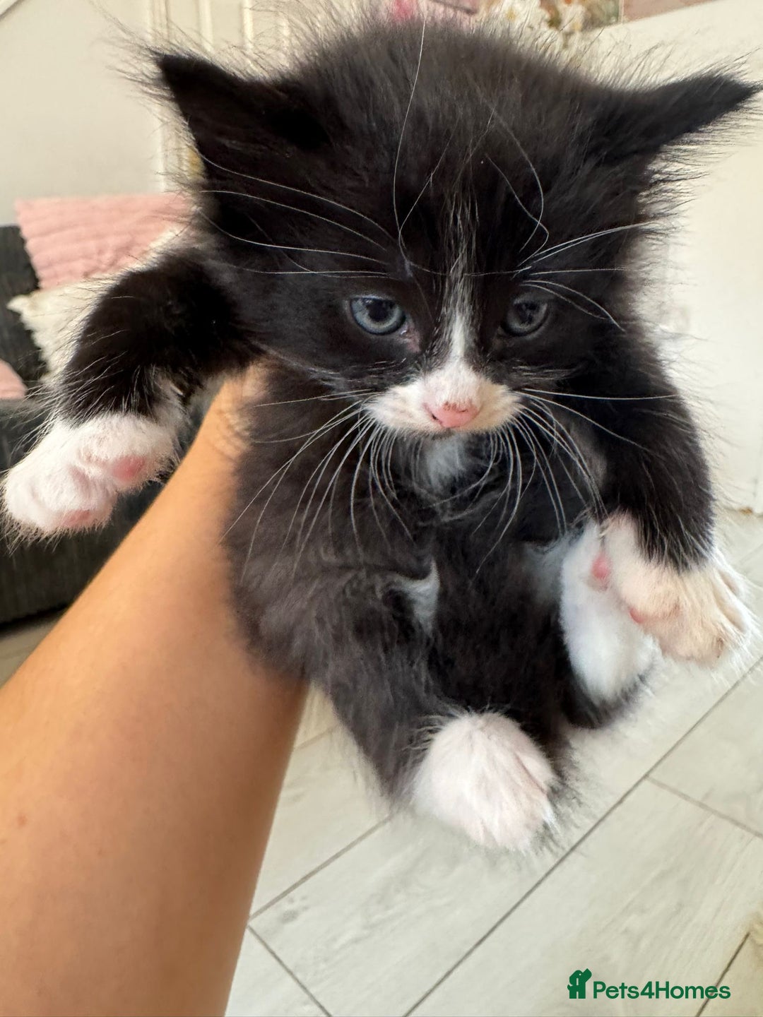 Persian cats for sale: Mancun × Persian Kittens –3 Girls 1 Boy, Ready Fri - Image 2
