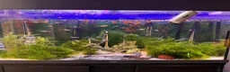 Cichlids fish for sale: Tank for sale in Northampton - Advert 3