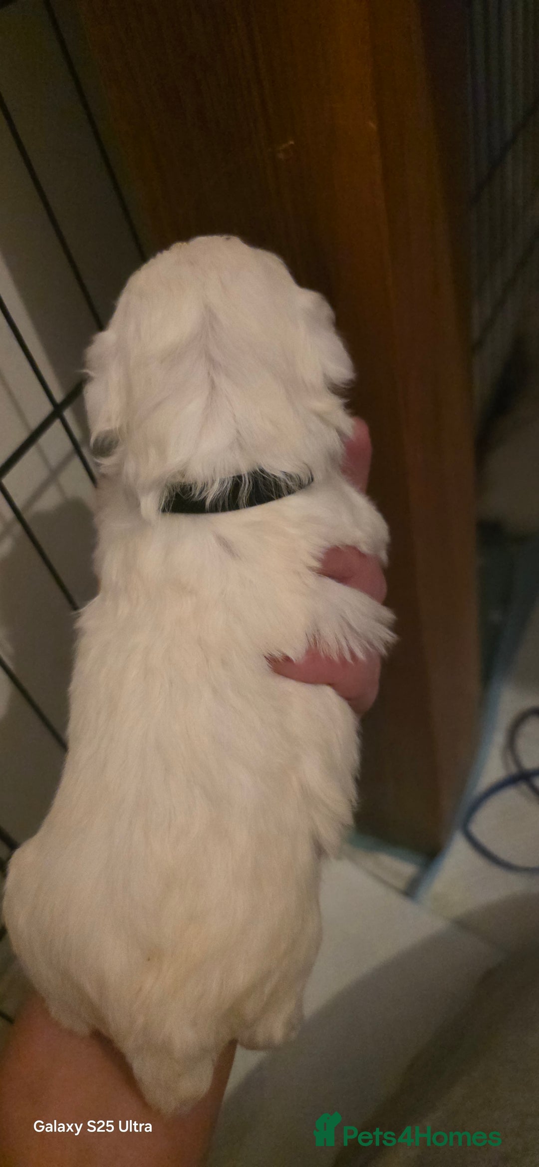 Maltese dogs for sale: Puppy maltese - Image 19