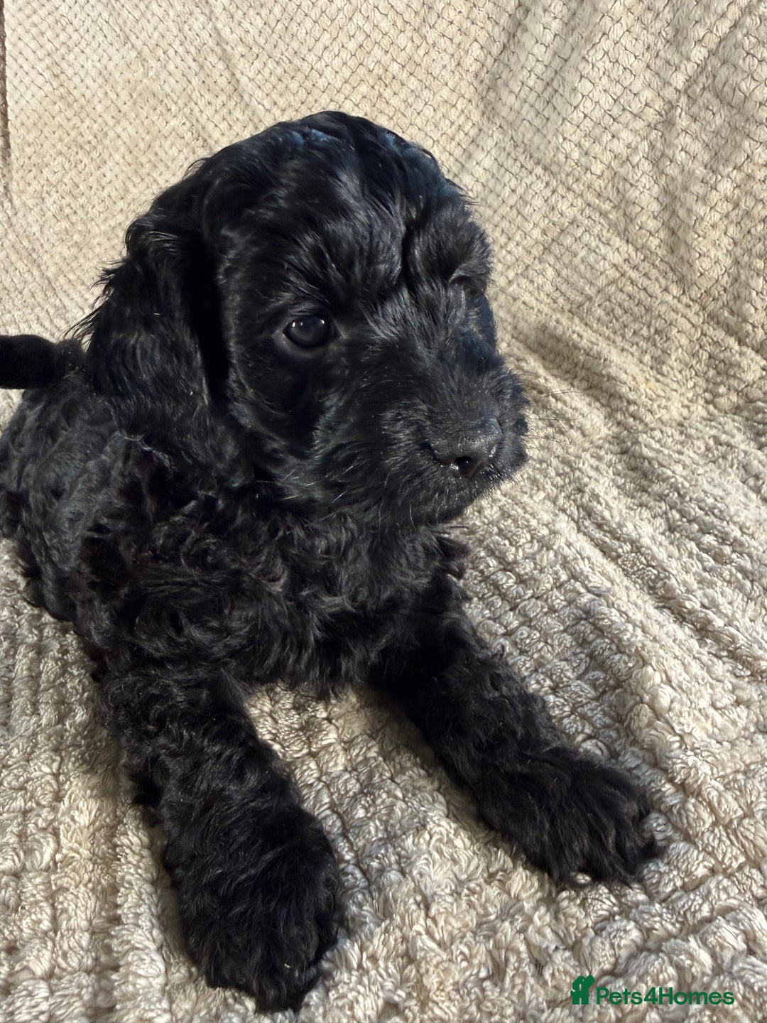 Cockapoo dogs for sale: F1 Cockerpoo Puppies For Sale  - Advert 13