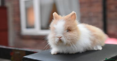 Mixed Breed rabbits - Advert 5