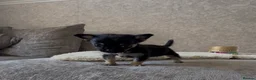 Chihuahua dogs for sale: Little mini chihuahua  - Advert 5