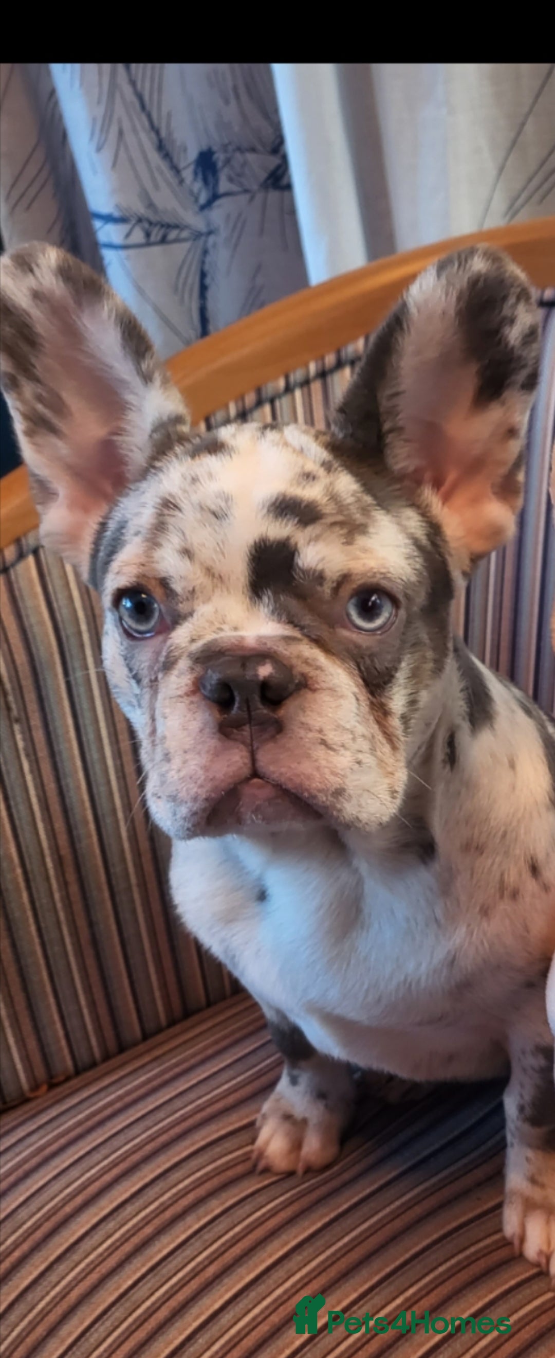 French Bulldog dogs French Bulldog for sale - Advert 1