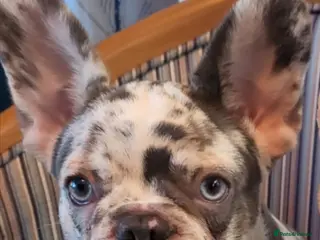 French Bulldog dogs French Bulldog for sale - Advert 13