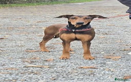 Mixed Breed dogs for adoption: BEAUTIFUL BONNIE  - Image 4