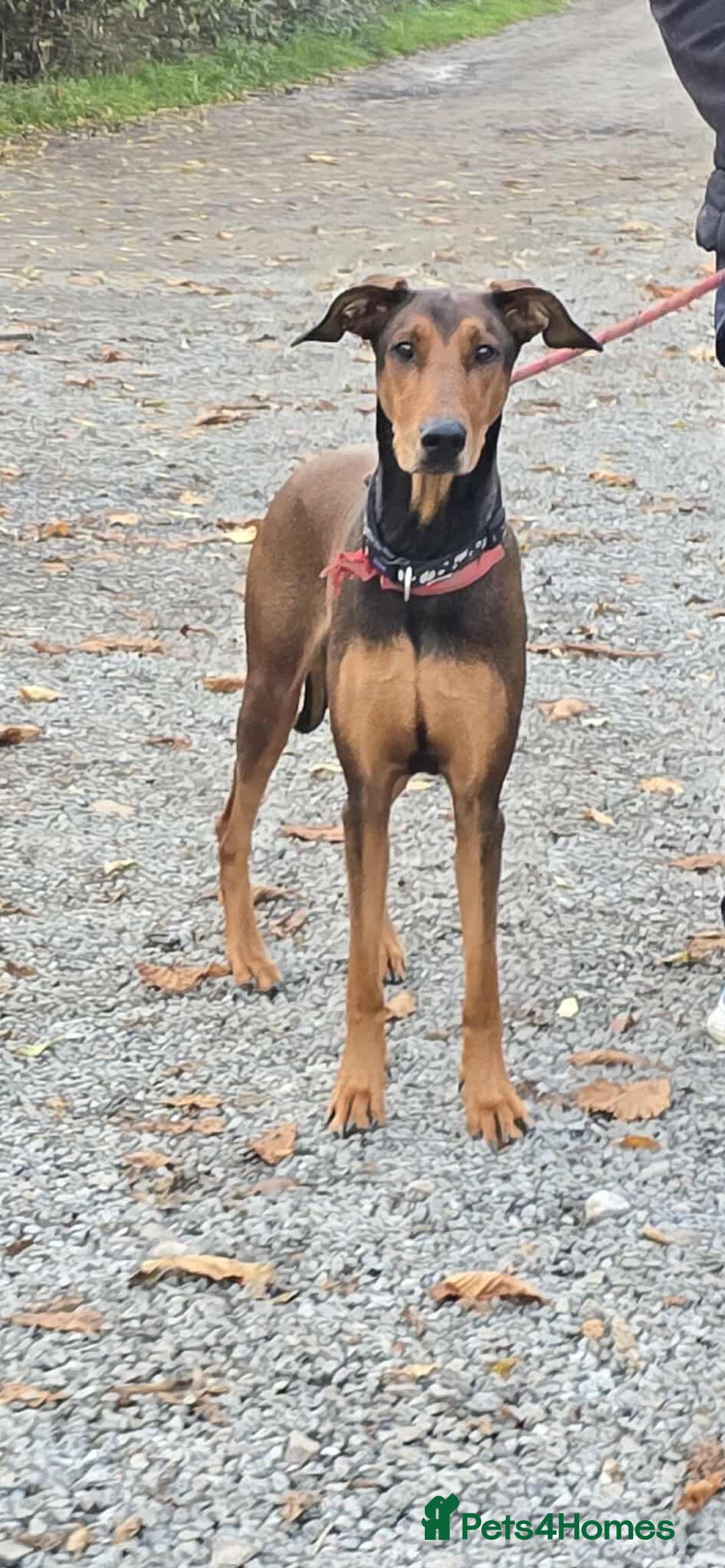 Mixed Breed dogs for adoption: BEAUTIFUL BONNIE  - Image 4