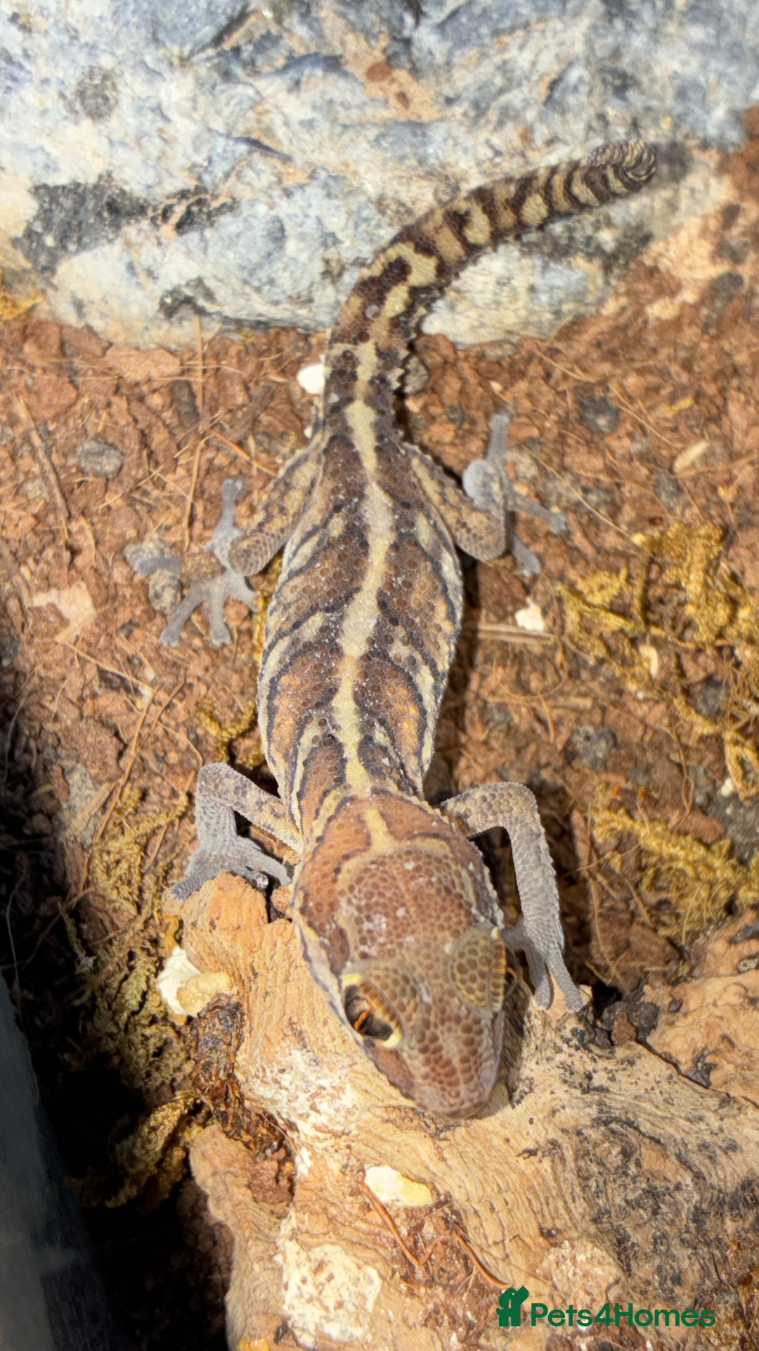 Gecko reptiles for sale: Juvenile Paroedura Pictus Geckos - Advert 3