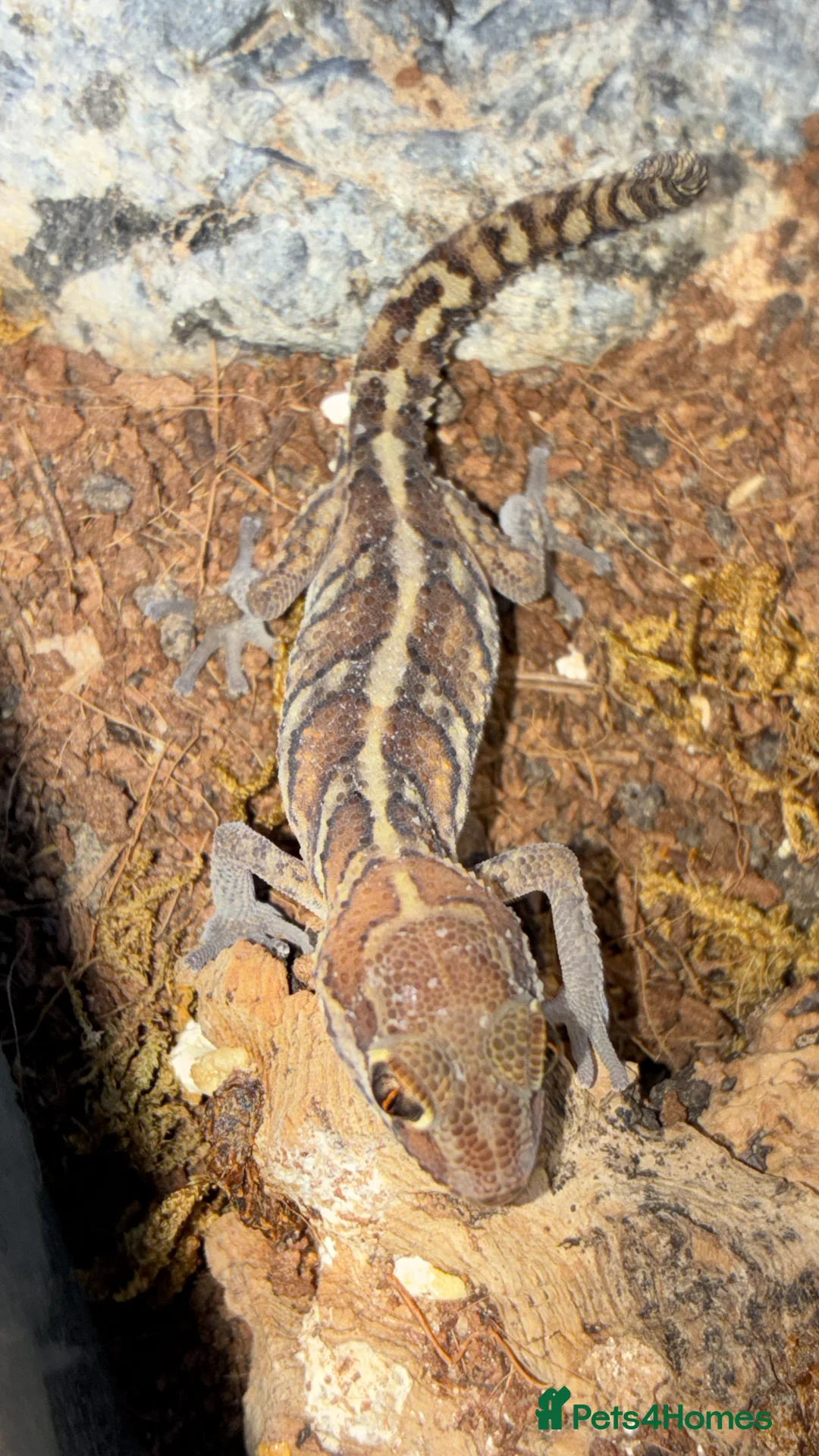 Gecko reptiles for sale: Juvenile Paroedura Pictus Geckos - Advert 3