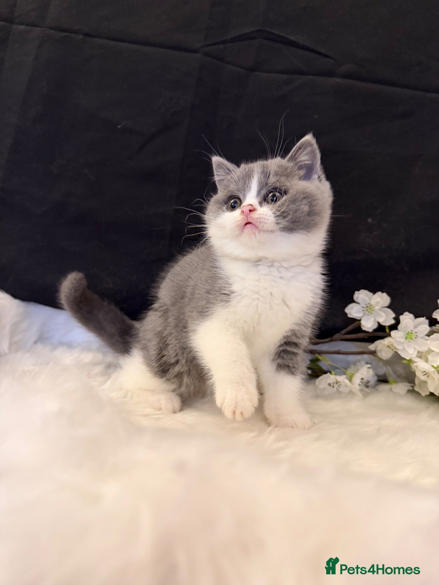 British Shorthair cats FULL PEDIGREE REGISTERED BSH  - Advert 1