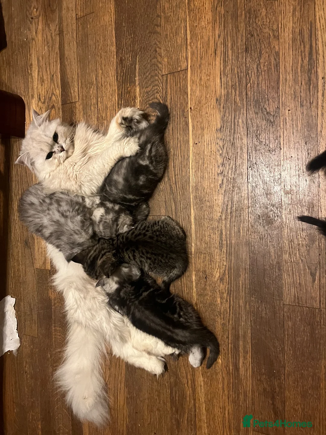 Persian cats for sale: Beautiful healthy Persian X Bengal kittens  - Advert 1