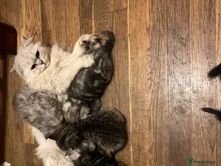 Persian cats Beautiful healthy Persian X Bengal kittens - Advert 8