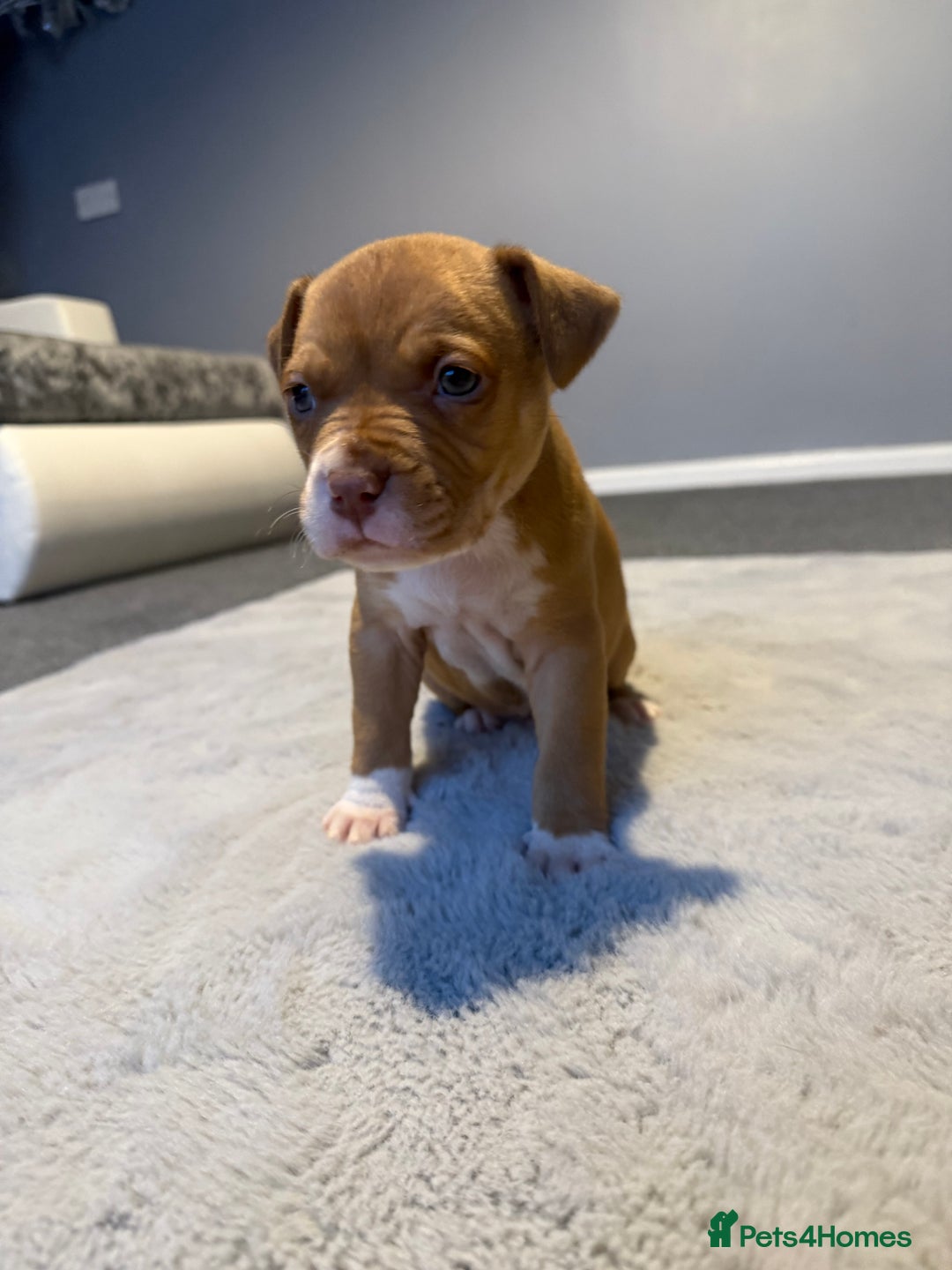 Cane Corso dogs for sale: CANE CORSO PUPPY CHAMPAGNE MERLE - Advert 3