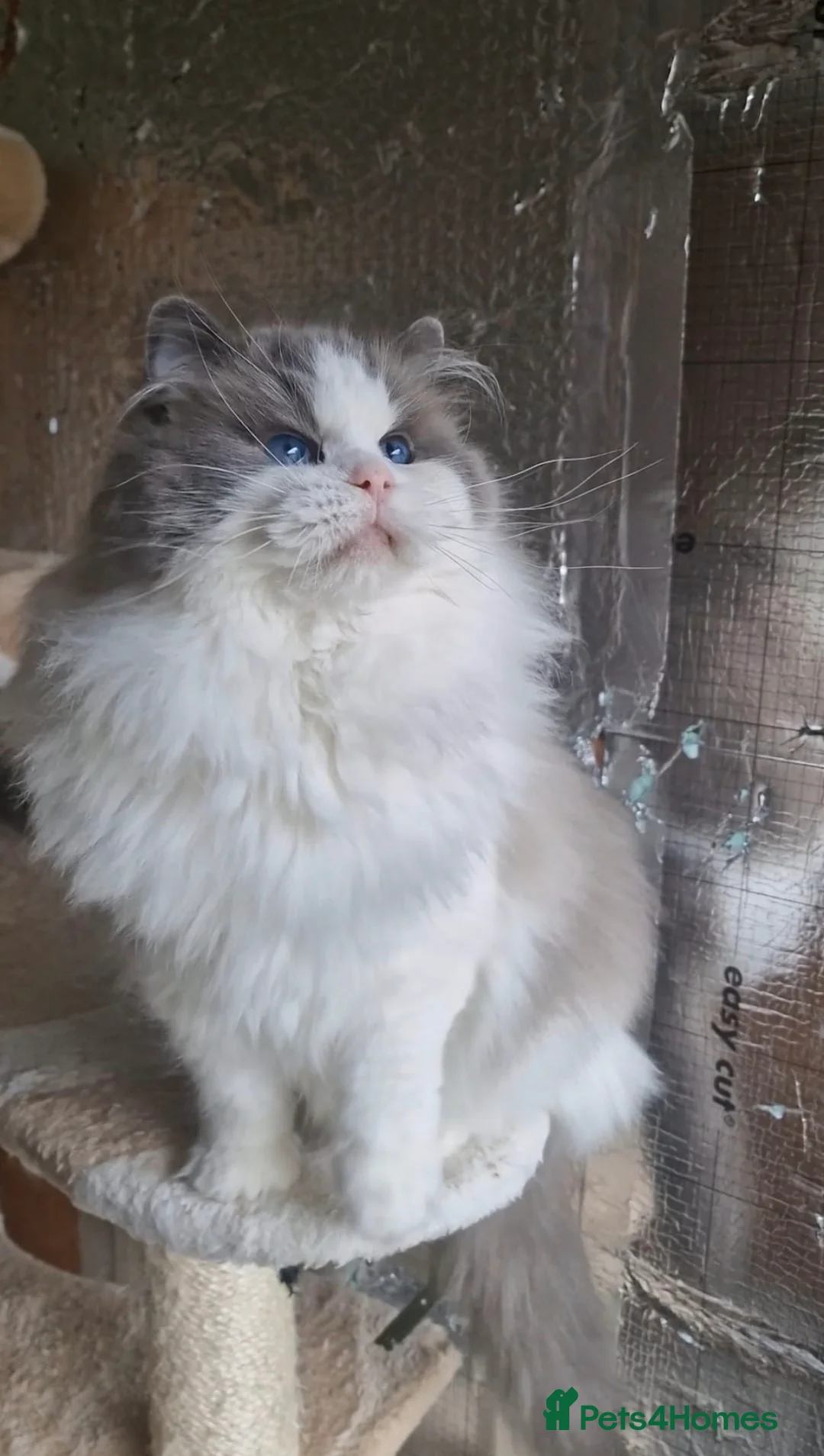 Ragdoll cats for sale: TICA registered cherubim kitten - Advert 13