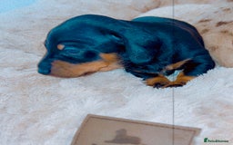 Dachshund dogs for sale: Dachshund  - Image 9