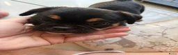 Mixed Breed dogs for sale: Only 2 males of 6 adorable small rare breed pups - Advert 19