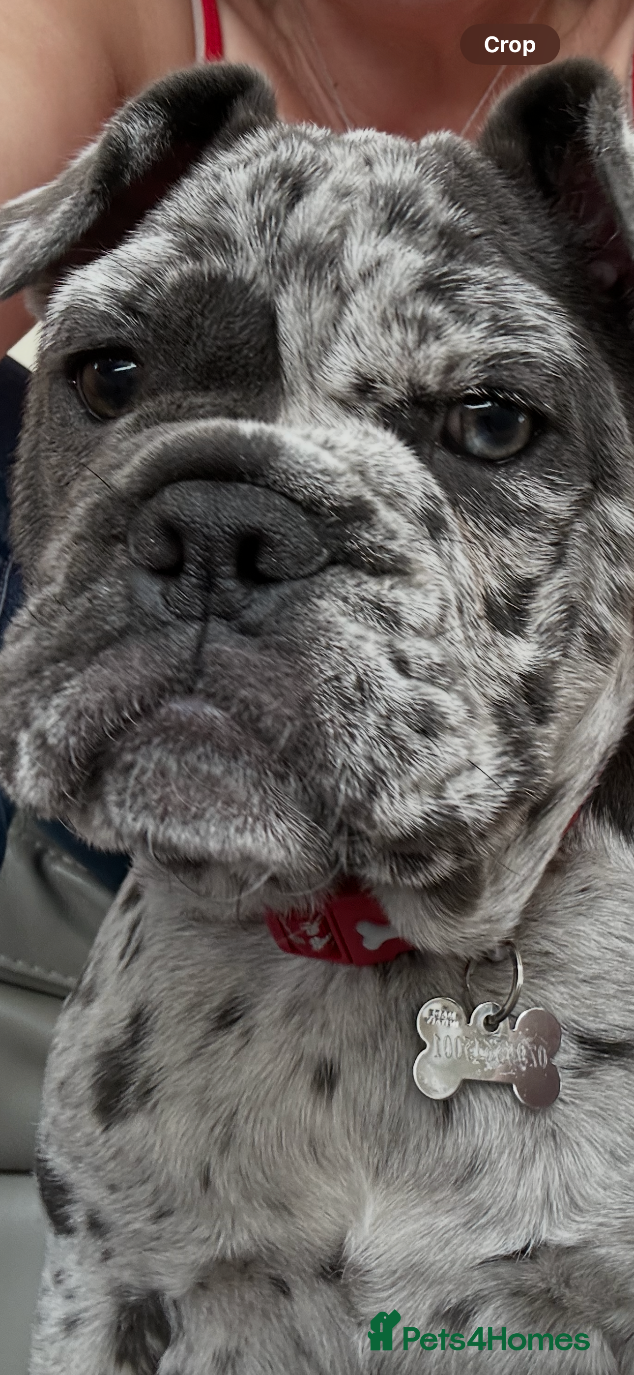 Mixed Breed dogs French English bulldog cross - Advert 1