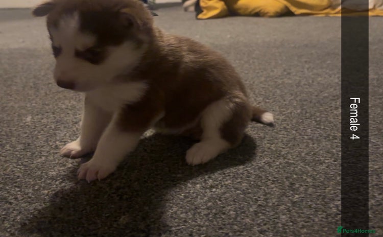 Siberian Husky dogs Beautiful husky puppies for sale 🐶  - Advert 18