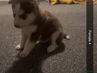 Siberian Husky dogs Beautiful husky pups 🔥 only 3 male pups left 🔥 - Advert 1